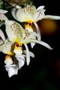 Stanhopea In Full Bloom Royalty Free Stock Photo