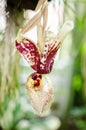 Stanhopea tigrina-orchid Royalty Free Stock Photo