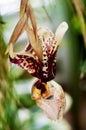 Stanhopea tigrina Royalty Free Stock Photo