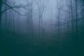 Foggy Forest Royalty Free Stock Photo