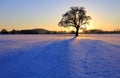 Staning Oak in Snowy sunset