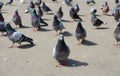 Staning out gray city pigeon in bird crowd