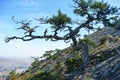 Stankevich`s pine on Mount Sokol Royalty Free Stock Photo