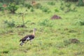 Stanley bustard, Neotis denhami Royalty Free Stock Photo