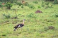 Stanley bustard, Neotis denhami