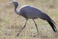 Stanley-kraanvogel, Blue Crane, Anthropoides paradiseus Royalty Free Stock Photo