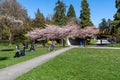 Stanley Park cherry blossoms in full bloom. Crowd people flower viewing in springtime.