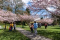 Stanley Park cherry blossoms in full bloom. Crowd people flower viewing in springtime.