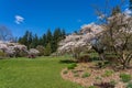 Stanley Park cherry blossoms. Vancouver, BC, Canada.