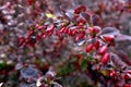 Berberis berry in autumn.