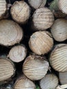 Vers gehakt hout op een stapel Royalty Free Stock Photo