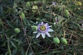 Stapelia in bloom with buds around it Royalty Free Stock Photo