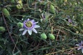 Stapelia in bloom with buds around it Royalty Free Stock Photo
