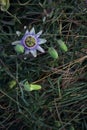 Stapelia in bloom with buds around it Royalty Free Stock Photo