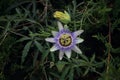 Stapelia in bloom with buds around it Royalty Free Stock Photo