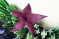 Stapelia flower of a suculent plant in a top view Royalty Free Stock Photo