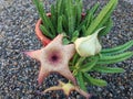 Stapelia Gigantea cactus plant bloom Royalty Free Stock Photo
