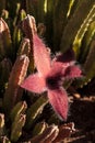 Stapelia gigantea cactus