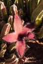 Stapelia gigantea cactus