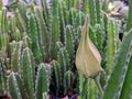 Stapelia Gigantea plant