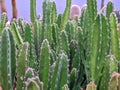 Stapelia Gigantea plant