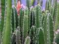 Stapelia Gigantea plant