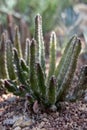 Stapelia grandflora Masson just about to flower