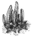 Stapelia Grandiflora vintage illustration