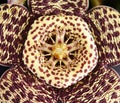Stapelia lepida Royalty Free Stock Photo