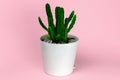 plant in a white pot on a pink background. Succulents cultivation and care minimal concept Royalty Free Stock Photo