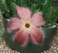 Stapelia scitula Or Small Starfish Flower Royalty Free Stock Photo