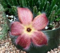 Stapelia scitula Or Small Starfish Flower Royalty Free Stock Photo