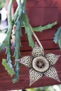 Stapelia variegata blooming. Close-up of flower