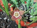 Stapelia variegata flower