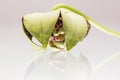 Stapelia variegata flower wwith white background