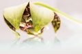 Stapelia variegata flower wwith white background