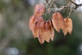 Staphylea, called bladdernuts on a tree in autumn, selective focus Royalty Free Stock Photo