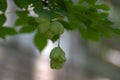 Staphylea emodi ornamental tree with green fruits hanging on branches Royalty Free Stock Photo