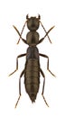 Staphylinidae Royalty Free Stock Photo