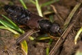 Staphylinus dimidiaticornis beetle in family Staphylinidae Royalty Free Stock Photo