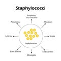 Staphylococci. Staphylococcus aureus causes diseases. Infographics. Vector illustration