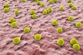 Staphylococci on the surface of skin