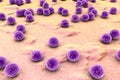 Staphylococci on the surface of skin