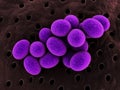 Staphylococcus