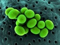 Staphylococcus