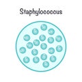 vector illustration graphic of staphylococcus bacteria