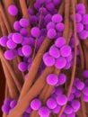 Staphylococcus aureus Royalty Free Stock Photo