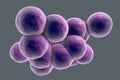 Staphylococcus aureus bacteria