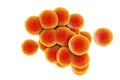Staphylococcus aureus bacteria Royalty Free Stock Photo