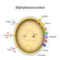 Staphylococcus aureus cell structure and pathogenic factors Royalty Free Stock Photo